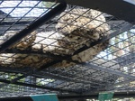jaguar.jpg