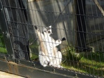 kitsunezaru.jpg