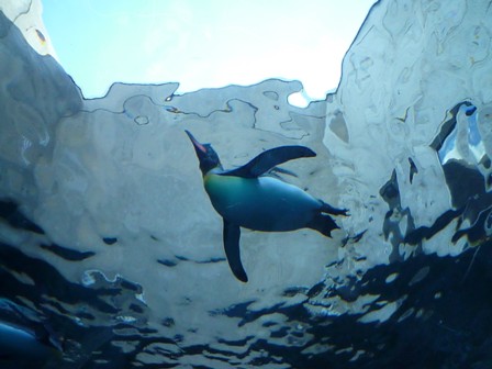 penguine.jpg